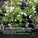 Бакопа Монье/Брахми (0,1л) — в таком виде растение уходит в заказ