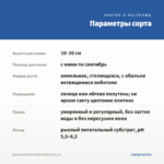 Бакопа SCOPIA DOUBLE INDIGO (0,1л) — параметры сорта