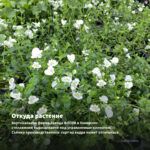 Бакопа Scopia Double Lavender (0,1л) — откуда растение: вертикальная ферма Завода ФЛОРА в Кемерово