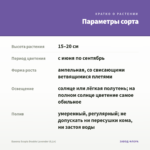 Бакопа Scopia Double Lavender (0,1л) — параметры сорта