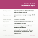 Бакопа SCOPIA GULLIVER BLUSH (0,1л) — параметры сорта