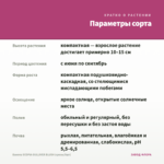 Бакопа SCOPIA GULLIVER BLUSH (срезы/5шт) — параметры сорта