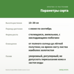 Бакопа Scopia White Golden Leaves (0,1л) — параметры сорта