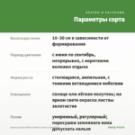 Бакопа Scopia White Golden Leaves (срез/5шт) — параметры сорта