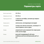 Бакопа Scopia White Golden Leaves (срез/5шт) — параметры сорта