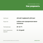 Бакопа Scopia White Golden Leaves (срез/5шт) — как укоренить черенок