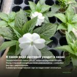 Бальзамин Fiesta Appleblossom (0,1л) — в таком виде растение уходит в заказ