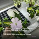 Бальзамин Fiesta Ole Lavander Orchid (0,1л) — в таком виде растение уходит в заказ