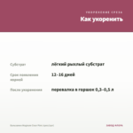 Бальзамин Magnum Clear Pink (срез/1шт) — как укоренить черенок