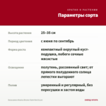 Бальзамин Musica Bicolor Dark Red (0,1л) — параметры сорта