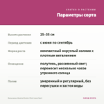Бальзамин Musica Bicolor Pink (срез/3шт) — параметры сорта