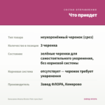 Бальзамин Musica Bicolor Pink (срез/3шт) — что приедет