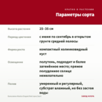 Бальзамин Musica Elegant Red (срез/3шт) — параметры сорта