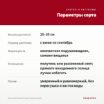 Бальзамин Musica Elegant Red (срез/3шт) — параметры сорта