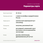 Бальзамин Musica Fine Purple (0,1л) — параметры сорта