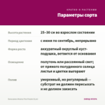 Бальзамин Musica Fine Purple (0,1л) — параметры сорта