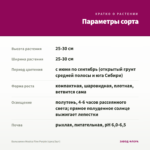 Бальзамин Musica Fine Purple (срез/3шт) — параметры сорта
