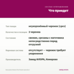 Бальзамин Musica Fine Purple (срез/3шт) — что приедет