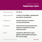 Бальзамин Musica Fine Purple (срез/3шт) — параметры сорта