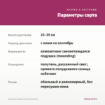 Бальзамин Musica Pink Aroma (0,1л) — параметры сорта