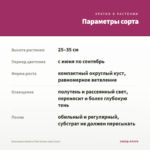 Бальзамин Musica Pink Aroma (срез/3шт) — параметры сорта