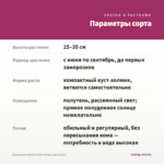 Бальзамин Musica Pink Aroma (срез/3шт) — параметры сорта