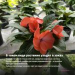 Бальзамин Musica Pink Double (0,1л) — в таком виде растение уходит в заказ