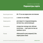 Бальзамин НГ Sunpatiens Spreading White-вариегатный (0,1л) — параметры сорта
