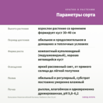 Бальзамин Новогвинейский Harmony Radiance Lilac (0,1л) — параметры сорта