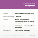 Бальзамин Новогвинейский Harmony Radiance Lilac (срезы/3шт) — что приедет