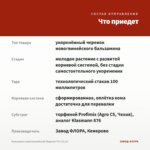 Бальзамин новогвинейский Magnum Fire (0,1л) — что приедет