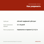 Бальзамин новогвинейский Magnum Fire (срез/3шт) — как укоренить черенок