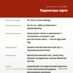 Бальзамин новогвинейский Magnum Fire (срез/3шт) — параметры сорта