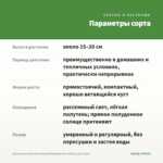 Бальзамин Новогвинейский Magnum Pure White (срез/3шт) — параметры сорта