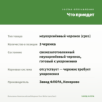 Бальзамин Новогвинейский Magnum Pure White (срез/3шт) — что приедет