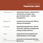 Бальзамин новогвинейский Magnum Wild Salmon (срез/3шт) — параметры сорта