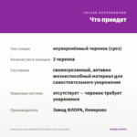 Бальзамин новогвинейский Paradise Fancy (срез/3шт) — что приедет