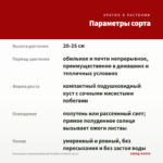 Бальзамин новогвинейский Paradise Orotina (0,1л) — параметры сорта