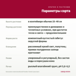 Бальзамин новогвинейский Paradise Tomini (срез/3шт) — параметры сорта