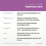 Бальзамин Новогвинейский Sol-Luna Prime Luxe Lavender (срезы/3шт) — параметры сорта