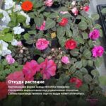 Бальзамин Уоллера Musica Princess Pink (0,1л) — откуда растение: вертикальная ферма Завода ФЛОРА в Кемерово