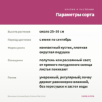 Бальзамин Уоллера Musica Princess Pink (0,1л) — параметры сорта