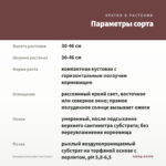 Бегония Аллилуйа (лист/1шт) — параметры сорта