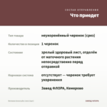Бегония Аллилуйа (лист/1шт) — что приедет