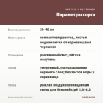 Бегония Аллилуйа (лист/1шт) — параметры сорта