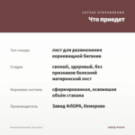 Бегония Аллилуйа (лист/1шт) — что приедет