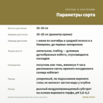 Бегония Ампельная Belleconia Cream (срез/3шт) — параметры сорта