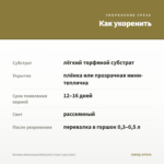Бегония Ампельная Belleconia Cream (срез/3шт) — как укоренить черенок