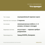 Бегония Ампельная Belleconia Cream (срез/3шт) — что приедет