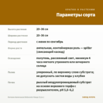 Бегония Ампельная Belleconia Mango (0,1л.) — параметры сорта